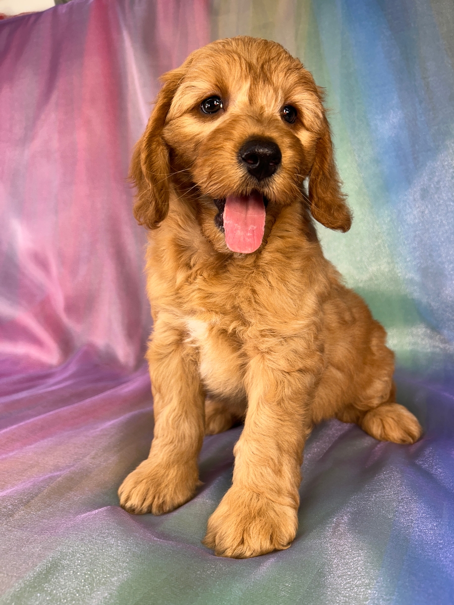 Male Miniature Golden Doodle Puppy for Sale DOB 5-3-2026 $1200